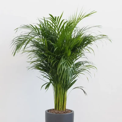 Palma areková (Dypsis lutescens)