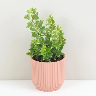 Brečtan popínavý (Hedera helix)