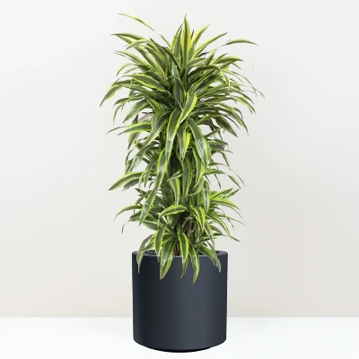 Dracéna (Dracaena marginata)