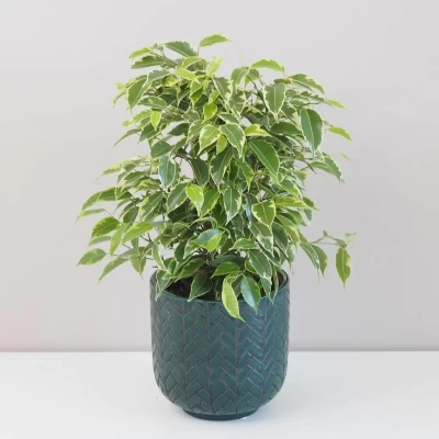 Fikus benjamín (Ficus benjamina)