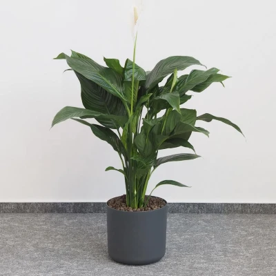 Lopatkovec (Spathiphyllum wallisii)