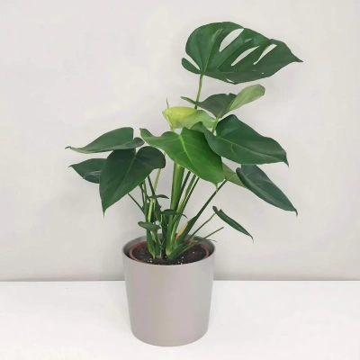 Monstera (Monstera deliciosa)