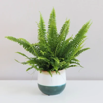 Papraď bostonská (Nephrolepis exaltata)