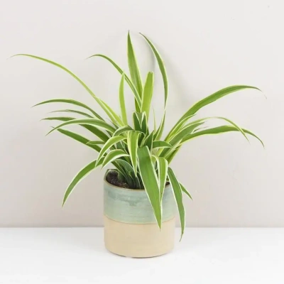 Zelenec chochlatý (Chlorophytum comosum)